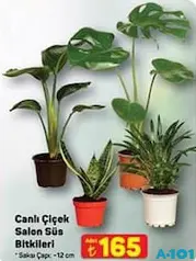 CANLI ÇİÇEK SALON SÜS BİTKİLERİ 12 CM fiyat ve kampanya bilgisi